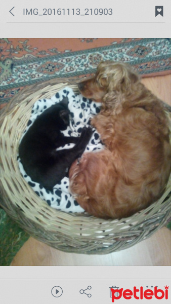 İngiliz Cocker Spaniel, Köpek  Tarçın fotoğrafı