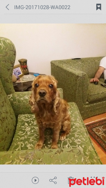 İngiliz Cocker Spaniel, Köpek  Tarçın fotoğrafı