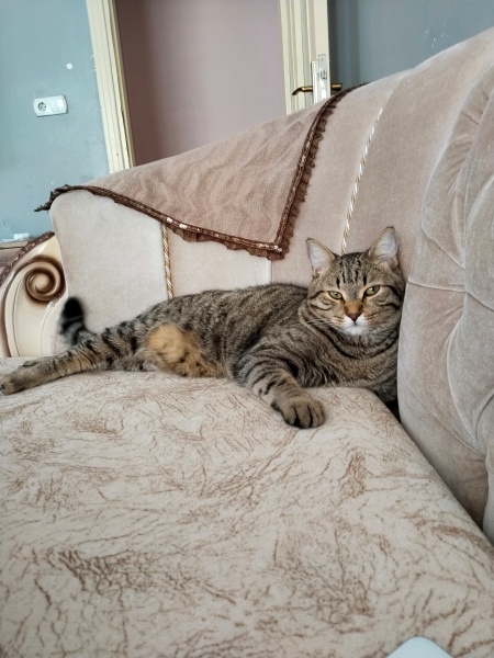 Tekir Kedi, Kedi  Tom fotoğrafı