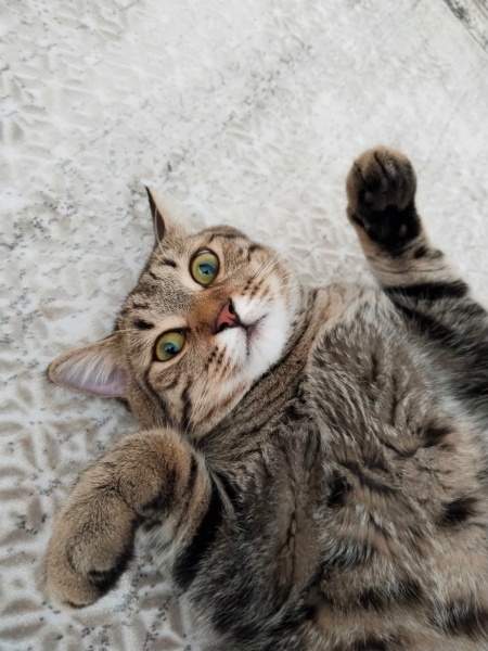 Tekir Kedi, Kedi  Tom fotoğrafı