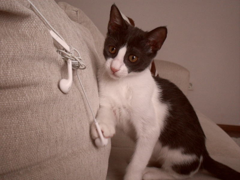 Tekir Kedi, Kedi  Duman fotoğrafı