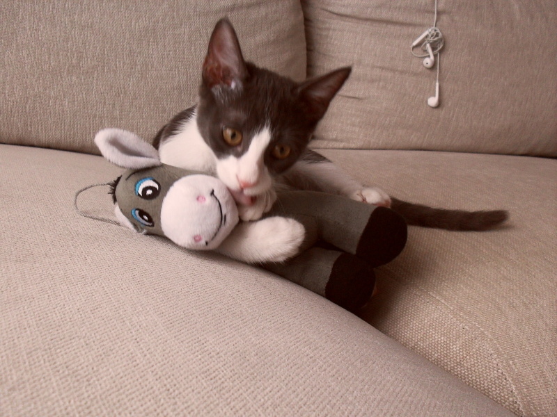 Tekir Kedi, Kedi  Duman fotoğrafı