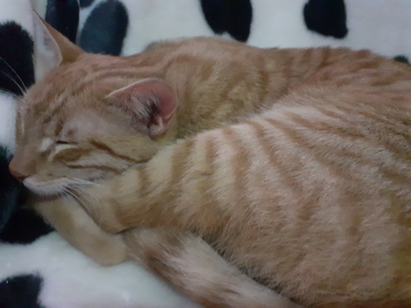 Tekir Kedi, Kedi  pamuk prenses fotoğrafı