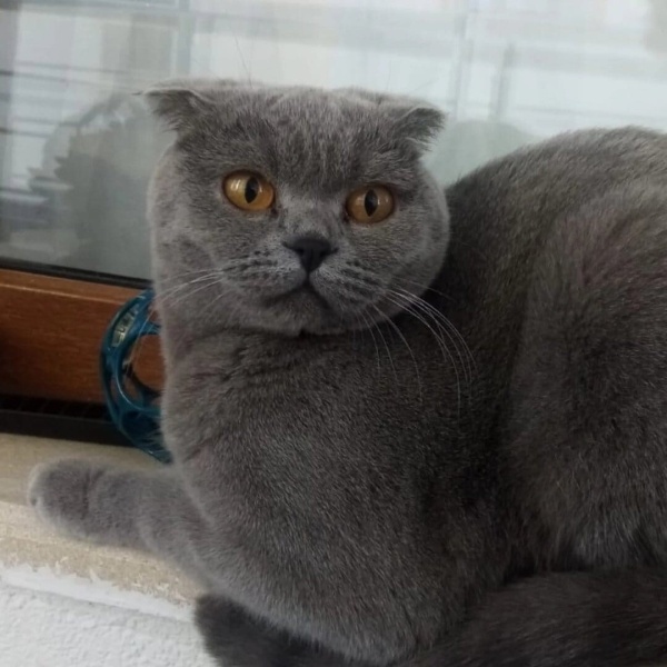 Scottish Fold, Kedi  Mira fotoğrafı