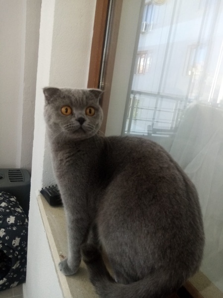 Scottish Fold, Kedi  Mira fotoğrafı