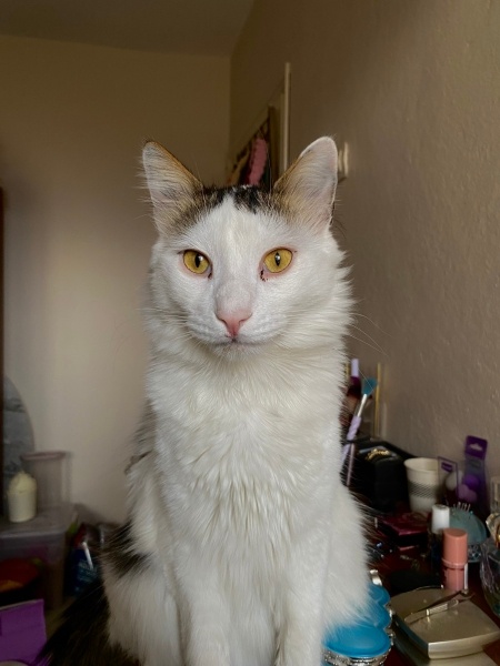 Ankara Kedisi, Kedi  Joy fotoğrafı