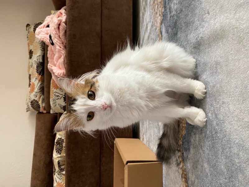 Ankara Kedisi, Kedi  Venüs fotoğrafı