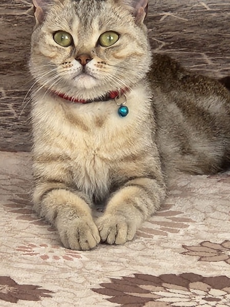 British Shorthair, Kedi  Bihter fotoğrafı