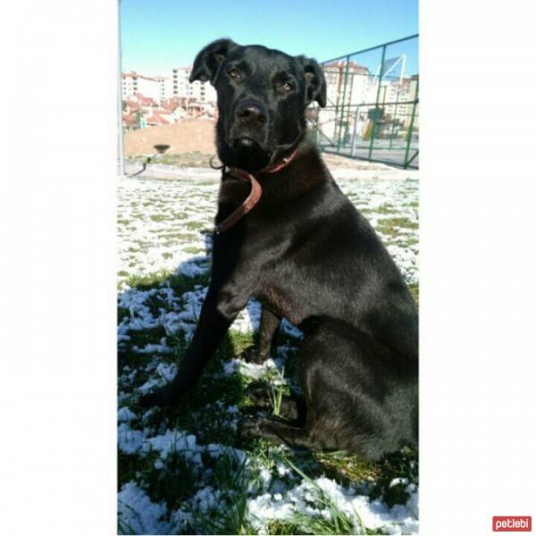 Labrador Retriever, Köpek  Zeytin fotoğrafı