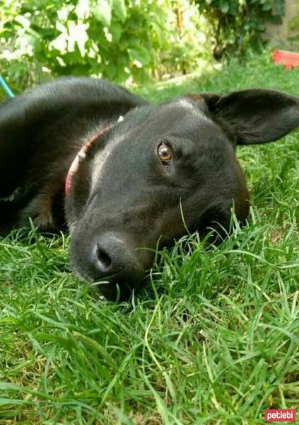 Labrador Retriever, Köpek  Zeytin fotoğrafı