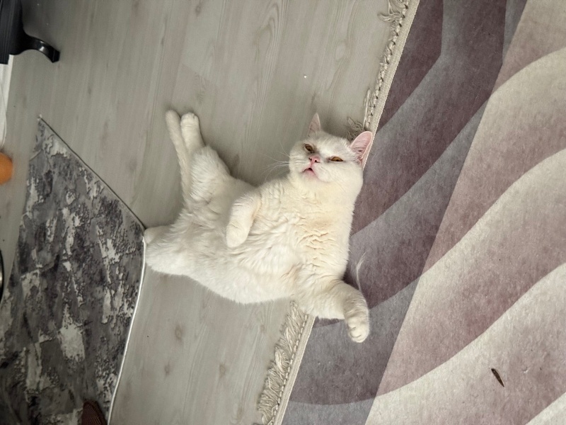 British Shorthair, Kedi  Pamuk fotoğrafı
