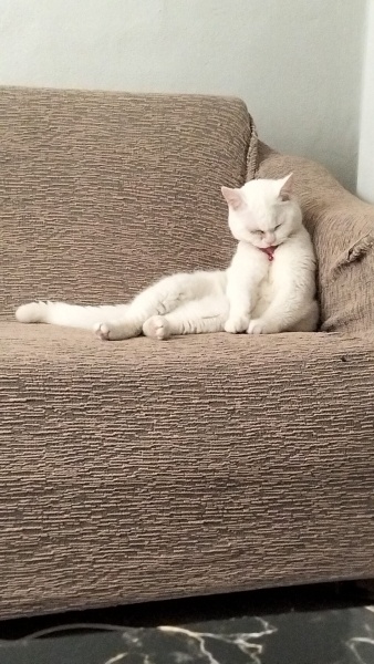 British Shorthair, Kedi  Pamuk fotoğrafı