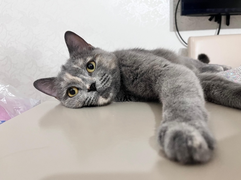 British Shorthair, Kedi  Mia fotoğrafı