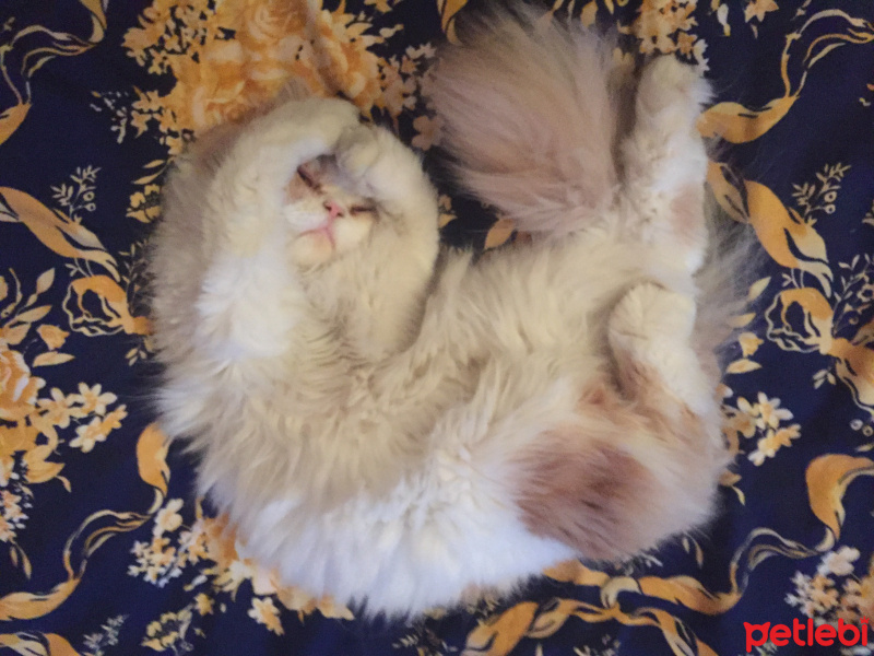 İran Kedisi (Persian), Kedi  Mahur fotoğrafı