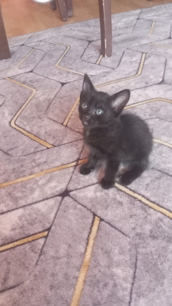 Sarman, Kedi  4 tane sütten kesilmiş yavru kedi fotoğrafı