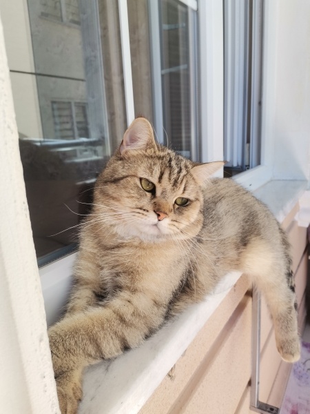 British Shorthair, Kedi  Tosuruk fotoğrafı