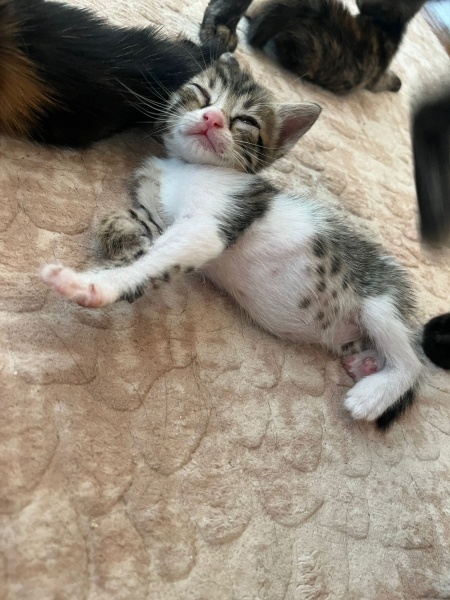 Tekir Kedi, Kedi  Mia fotoğrafı