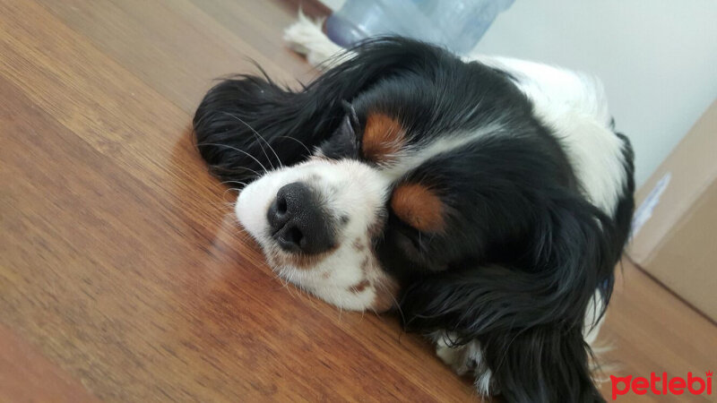 Cavalier King Charles Spanieli, Köpek  Merkür fotoğrafı