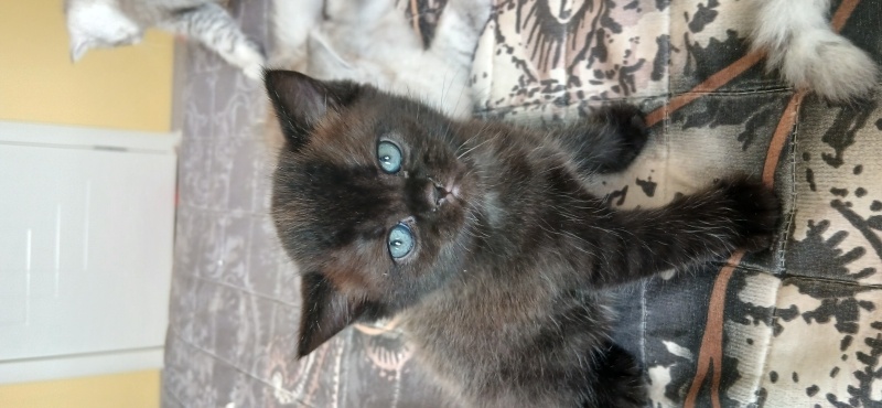 British Shorthair, Kedi  Kömür fotoğrafı