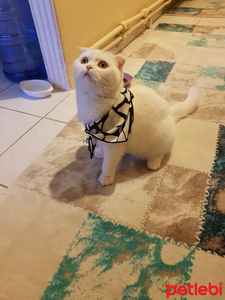 Scottish Fold, Kedi  Maya fotoğrafı