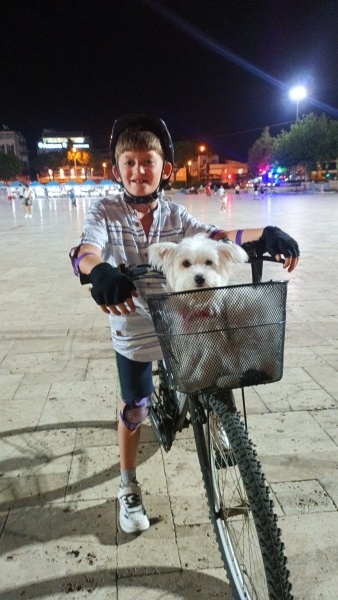 Maltese, Köpek  Gofret fotoğrafı