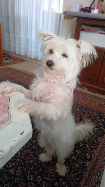 Maltese, Köpek  Gofret fotoğrafı