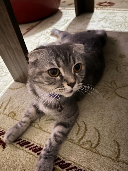 British Shorthair, Kedi  mia fotoğrafı
