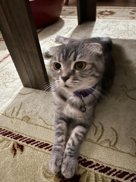 British Shorthair, Kedi  mia fotoğrafı