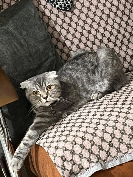 British Shorthair, Kedi  mia fotoğrafı