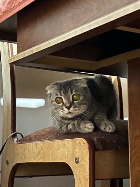 British Shorthair, Kedi  mia fotoğrafı