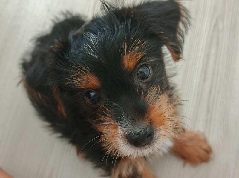 Yorkshire Terrier, Köpek  Oscar fotoğrafı