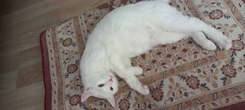 Ankara Kedisi, Kedi  Pamuk fotoğrafı