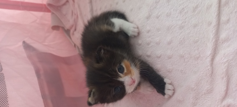 British Shorthair, Kedi  Adı yok fotoğrafı