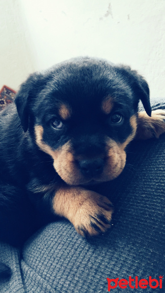 Rottweiler, Köpek  Haydut fotoğrafı