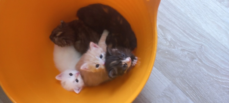 British Shorthair, Kedi  Yok fotoğrafı