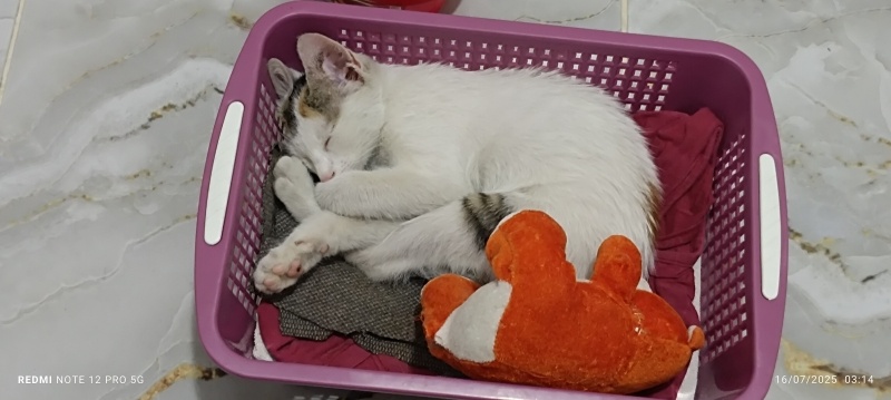 American Wirehair, Kedi  Minik fotoğrafı