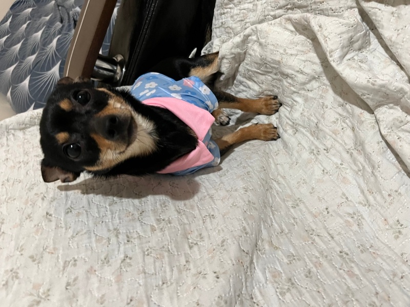 Chihuahua, Köpek  Chanel fotoğrafı
