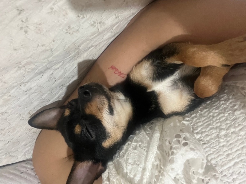 Chihuahua, Köpek  Chanel fotoğrafı