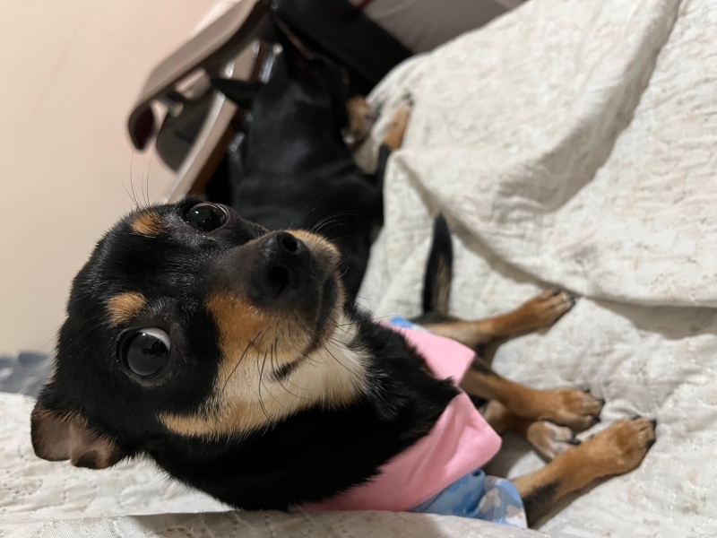 Chihuahua, Köpek  Chanel fotoğrafı