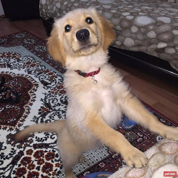 Golden Retriever, Köpek  zeus fotoğrafı