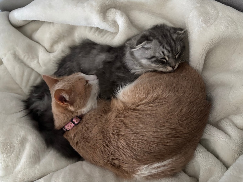 Tekir Kedi, Kedi  sofi fotoğrafı