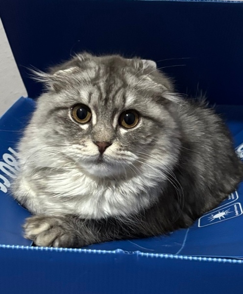 Scottish Fold, Kedi  inci fotoğrafı