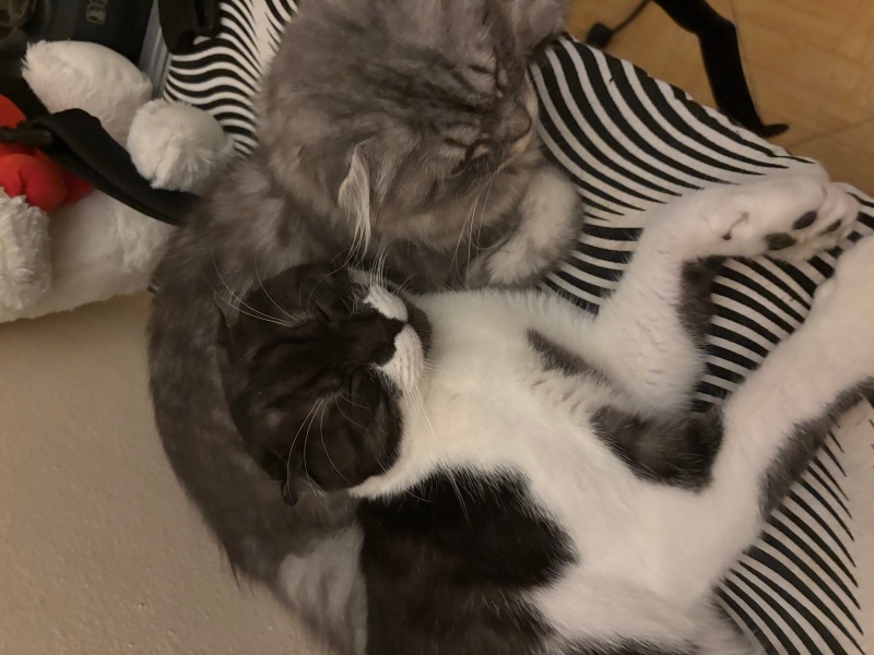 Scottish Fold, Kedi  leo fotoğrafı