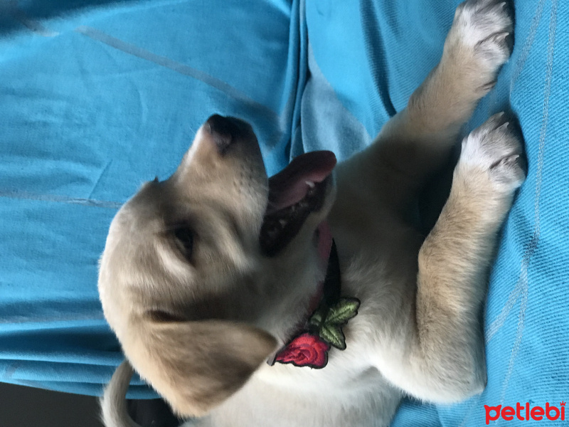 Golden Retriever, Köpek  Lola fotoğrafı