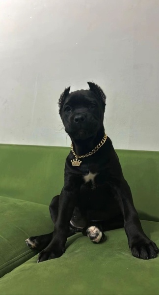 Cane Corso Italiano, Köpek  Alis fotoğrafı