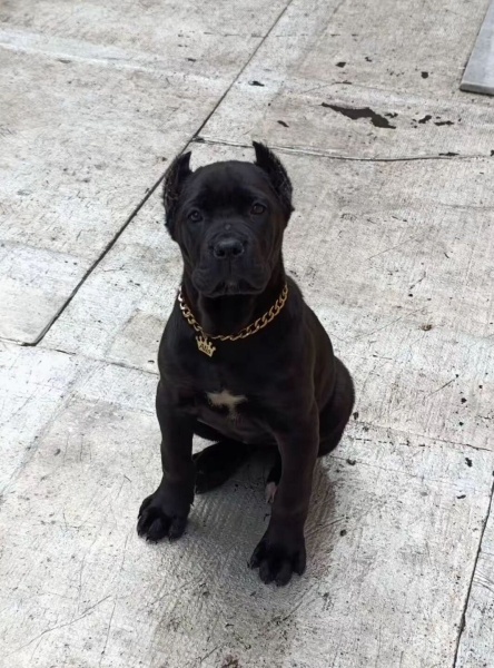 Cane Corso Italiano, Köpek  Alis fotoğrafı