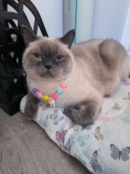 British Shorthair, Kedi  Masha fotoğrafı