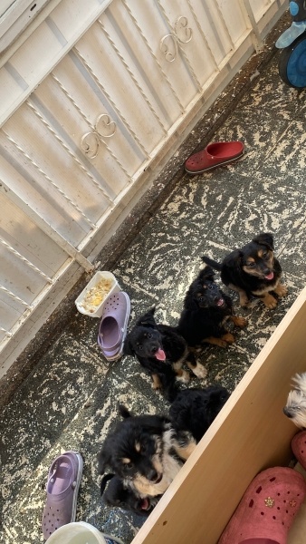 Manchester Terrier, Köpek  Tıfıl fotoğrafı