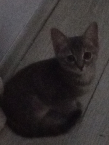 Ankara Kedisi, Kedi  Mia fotoğrafı