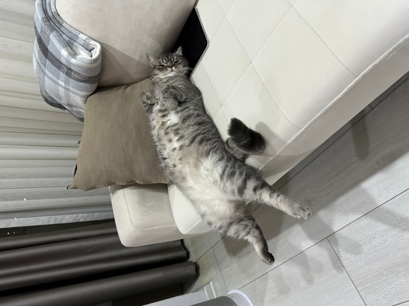 British Longhair, Kedi  Thor fotoğrafı